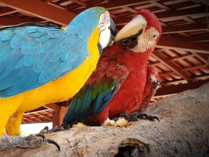 Pousada Recanto Dos Passaros Balsas Esterno foto
