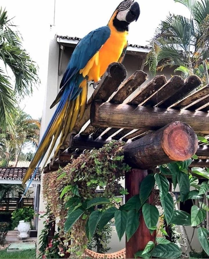 Pousada Recanto Dos Passaros Balsas Esterno foto