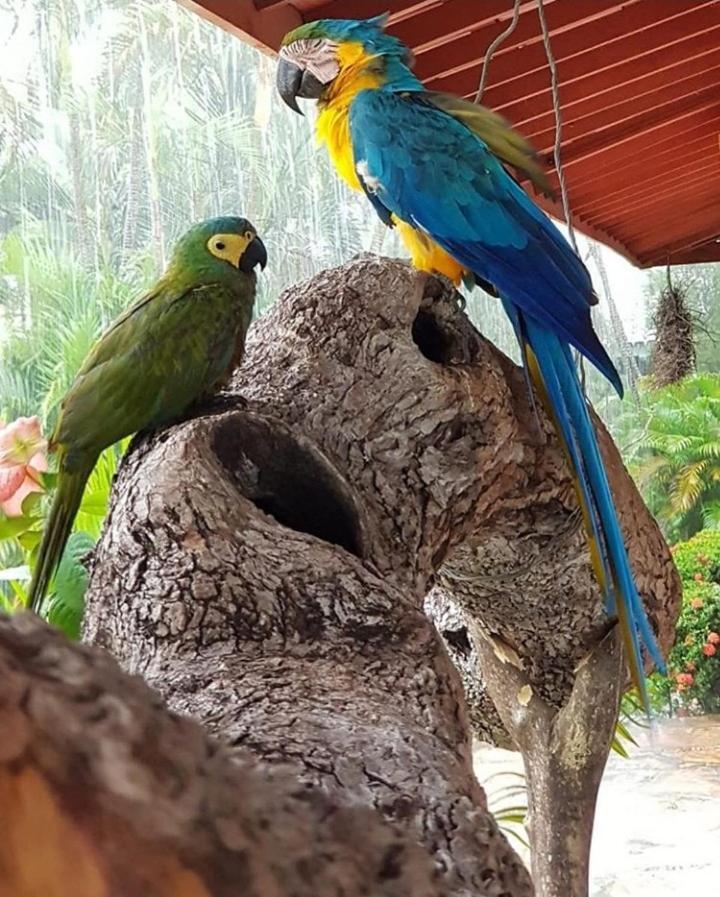 Pousada Recanto Dos Passaros Balsas Esterno foto