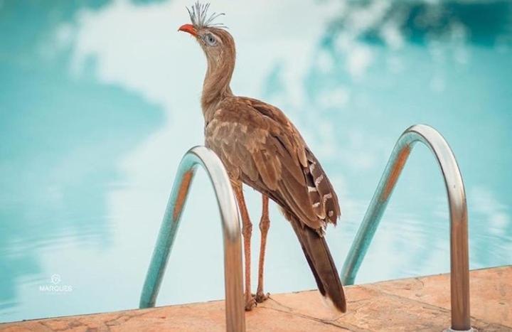 Pousada Recanto Dos Passaros Balsas Esterno foto