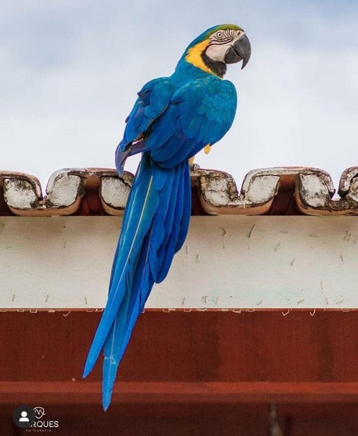 Pousada Recanto Dos Passaros Balsas Esterno foto