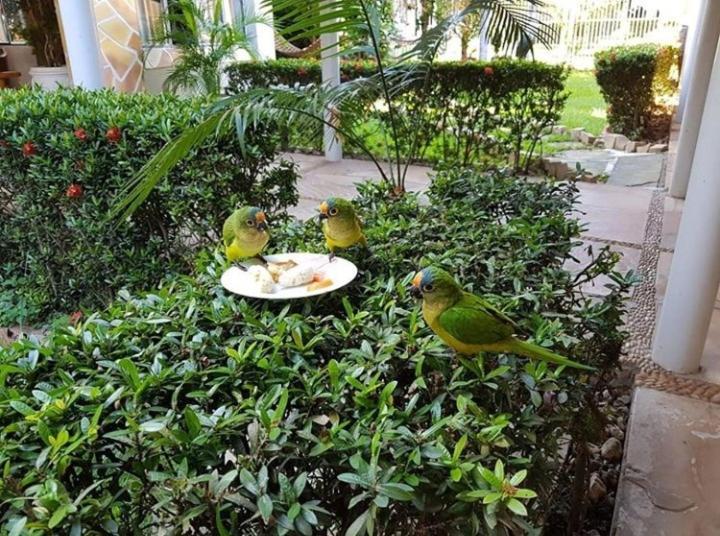 Pousada Recanto Dos Passaros Balsas Esterno foto