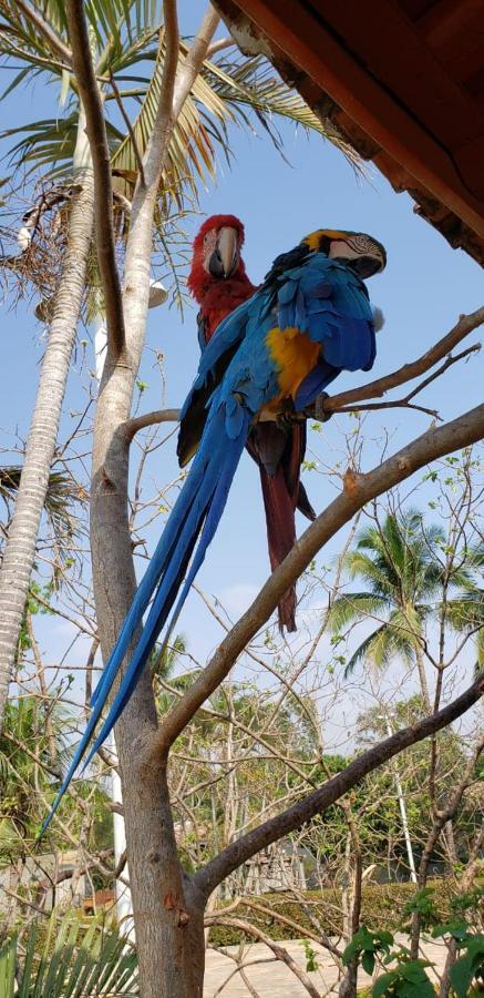 Pousada Recanto Dos Passaros Balsas Esterno foto