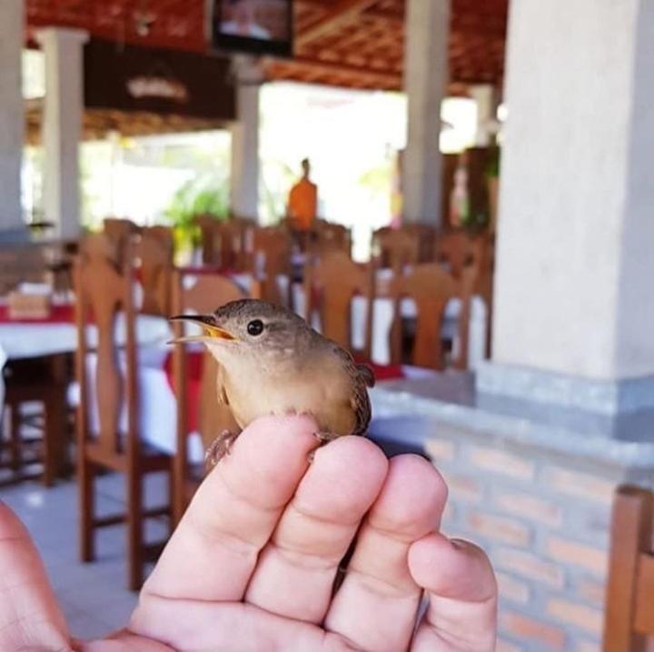 Pousada Recanto Dos Passaros Balsas Esterno foto