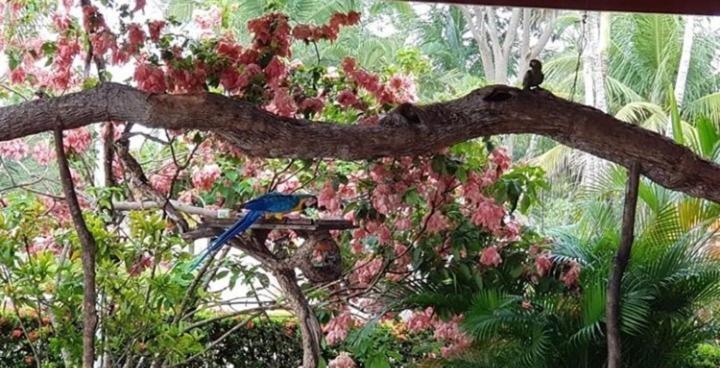 Pousada Recanto Dos Passaros Balsas Esterno foto