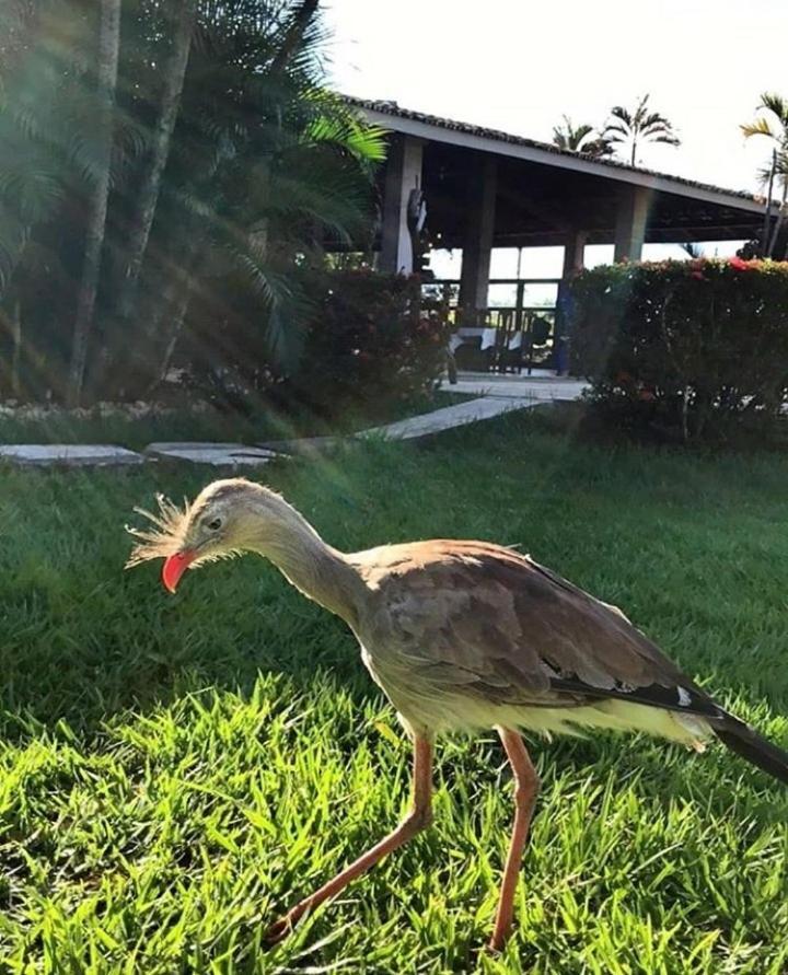 Pousada Recanto Dos Passaros Balsas Esterno foto